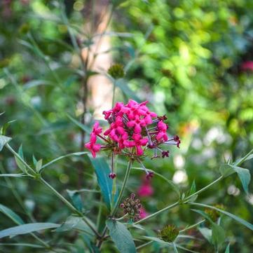 Rondeletia leucophylla 