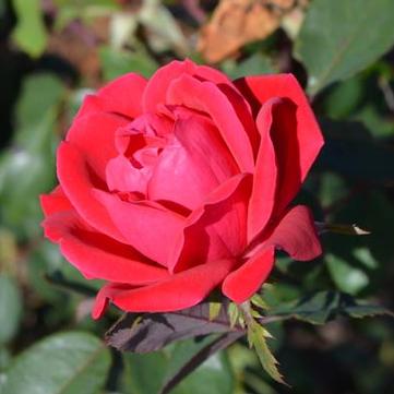 Rosa Double Knock Out® 