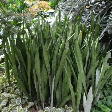 Sansevieria trifasciata 
