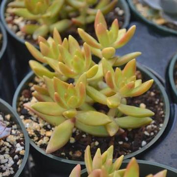 Sedum nussbaumerianum 