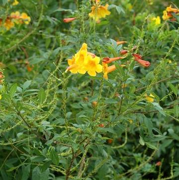 Tecoma stans 