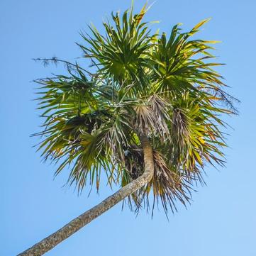 Thrinax radiata 