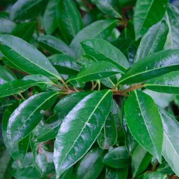 Viburnum awabuki 'Chindo'