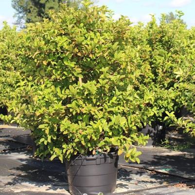 Viburnum odoratissium 