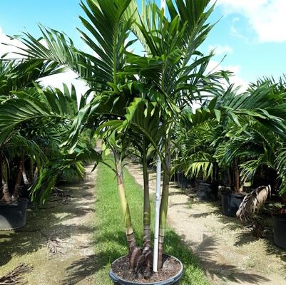 Adonidia merrillii 'Adonidia Palm - Triple, Double, Single'