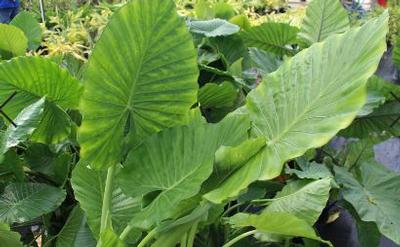 Alocasia 'Calidora'