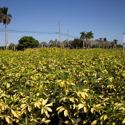 Schefflera 'Trinette'