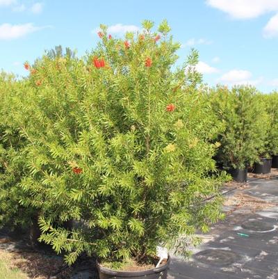 Callistemon iminalis 'Red Cluster, Bottle Brush'