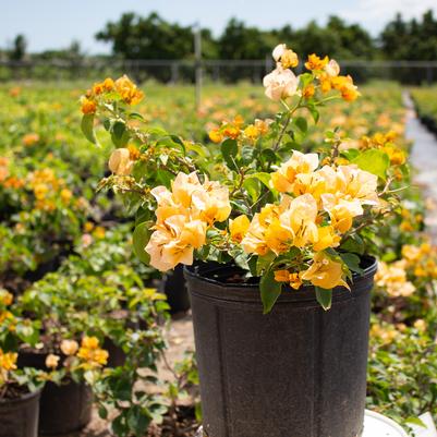 Bougainvillea 'Gold'