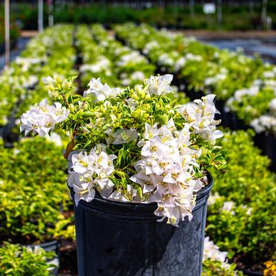 Bougainvillea 'Miss Alice White'
