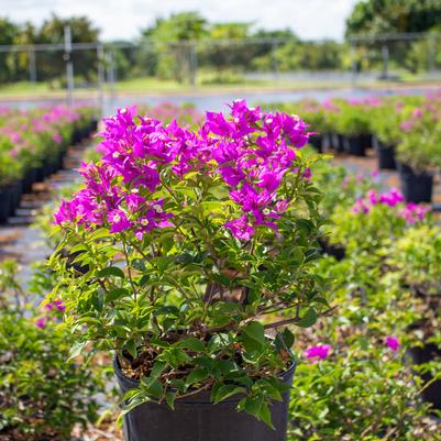 Bougainvillea 'New River Purple'