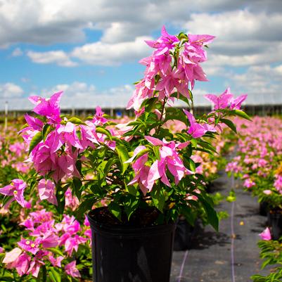 Bougainvillea 'Silhouette'