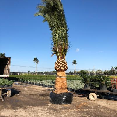 Phoenix 'Canary Island Date Palm'