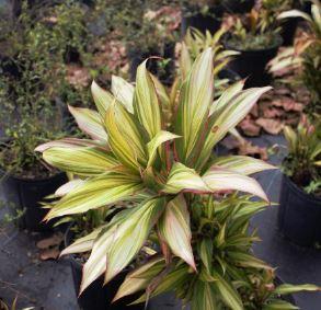 Cordyline 'Kiwi'
