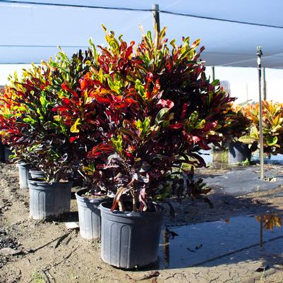 Croton Variegatum 'Mammy'