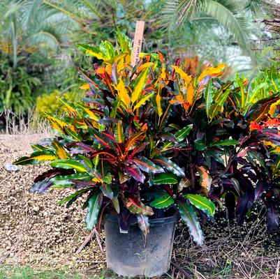 Croton 'Mango'