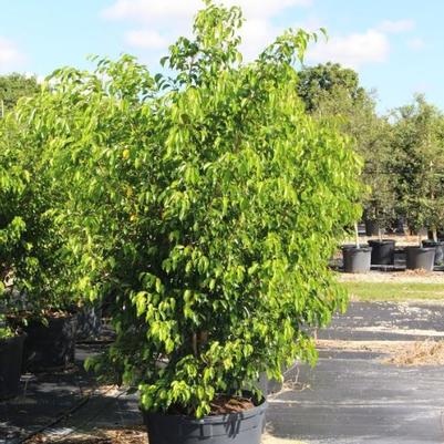 Ficus benjamina 'Bush'