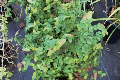Ficus repens 