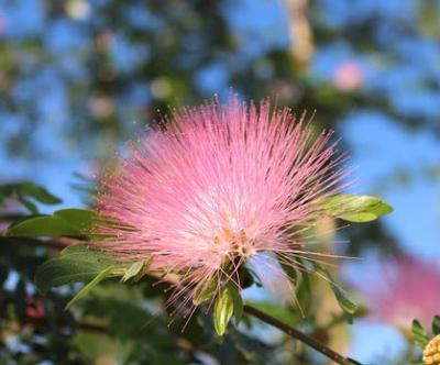 Calliandra haematocephala 