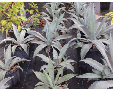 Agave tequilana 