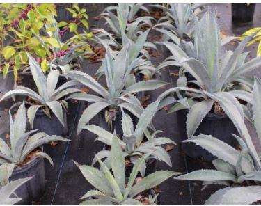 Agave tequilana 