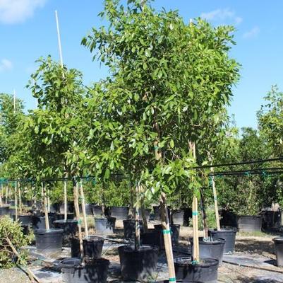 Tabebuia pallida 'Pink'