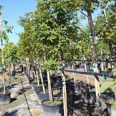 Tabebuia caraiba 'Yellow'