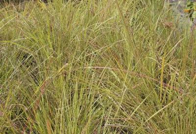 Tripsacum 'dactyloides'