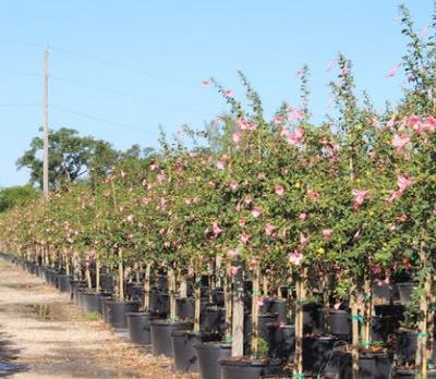 Hibiscus rosa-sinensis 'Anderson Crepe'