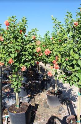 Hibiscus rosa-sinensis 'Double Peach'
