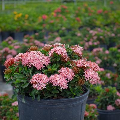 Ixora coccinea 'Dwarf Pink'